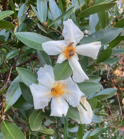 Fried Egg Tree (Polyspora axillaris)
